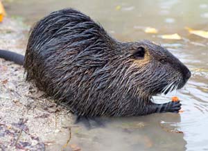 Anima Tierwelt 4