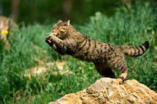 Anima Tierwelt 7