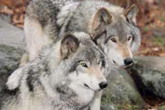 Anima Tierwelt 3